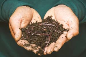 Cómo atraer lombrices al huerto para mejorar la tierra