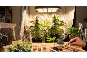 Semillas de marihuana ricas en CBD: qué variedades escoger y cómo se cultivan en casa